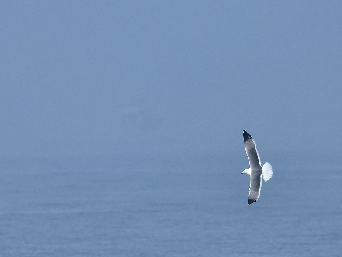 Lesser Black-backed Gull - Glenda Khoo