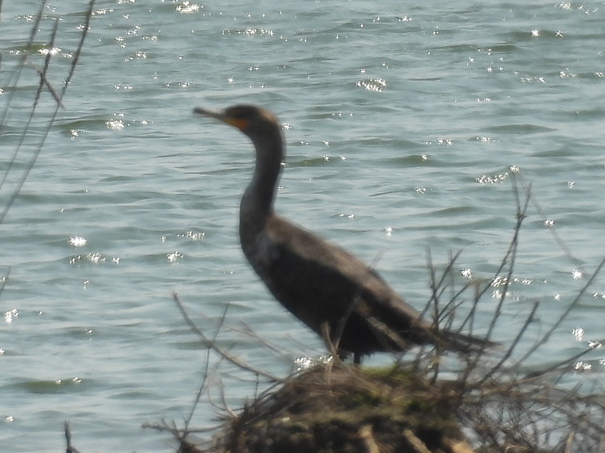 Double-crested Cormorant - Clayton Will