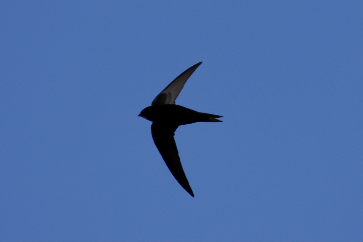 Common Swift - Pranav Kumar