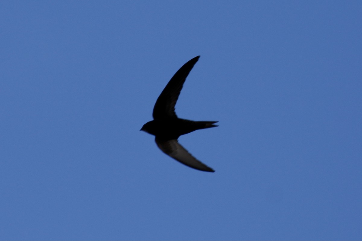 Common Swift - ML619078549