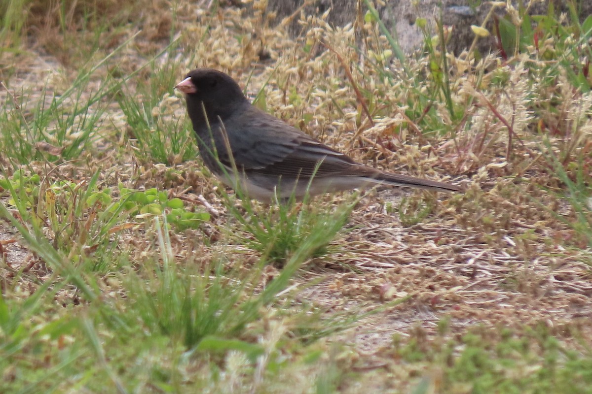 Dark-eyed Junco - April Goudie