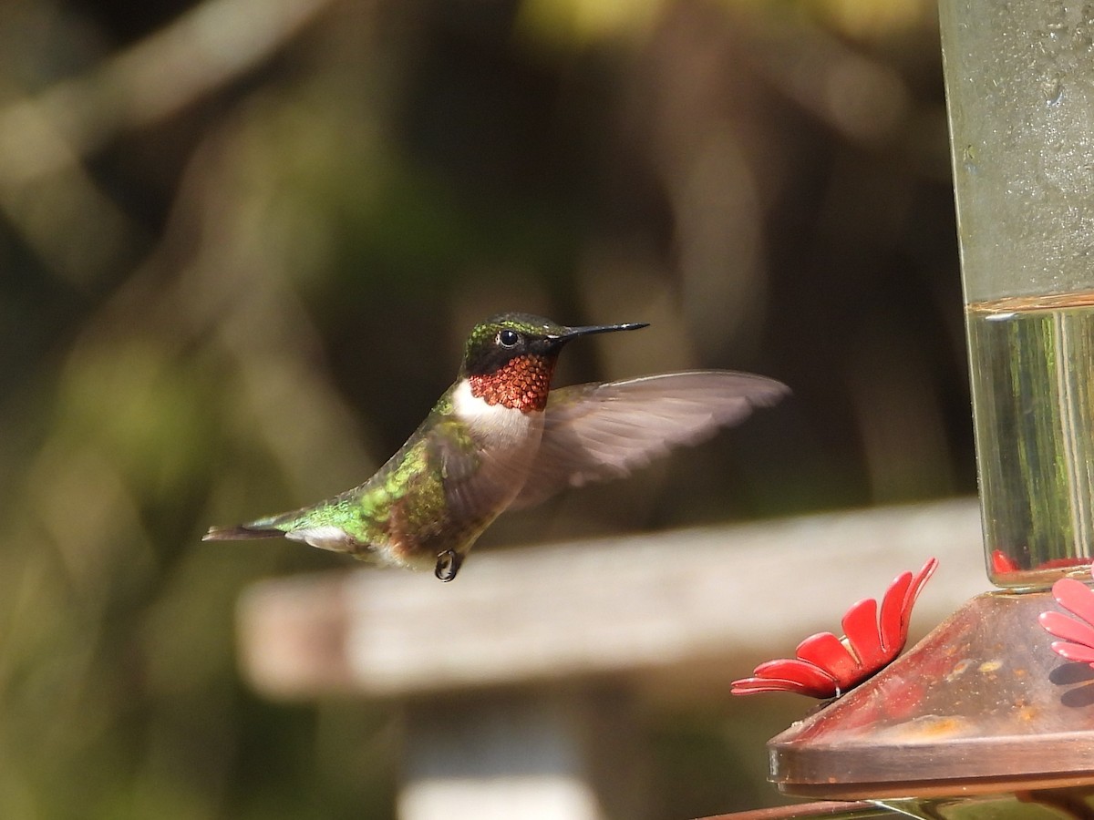Ruby-throated Hummingbird - Daniel Coderre