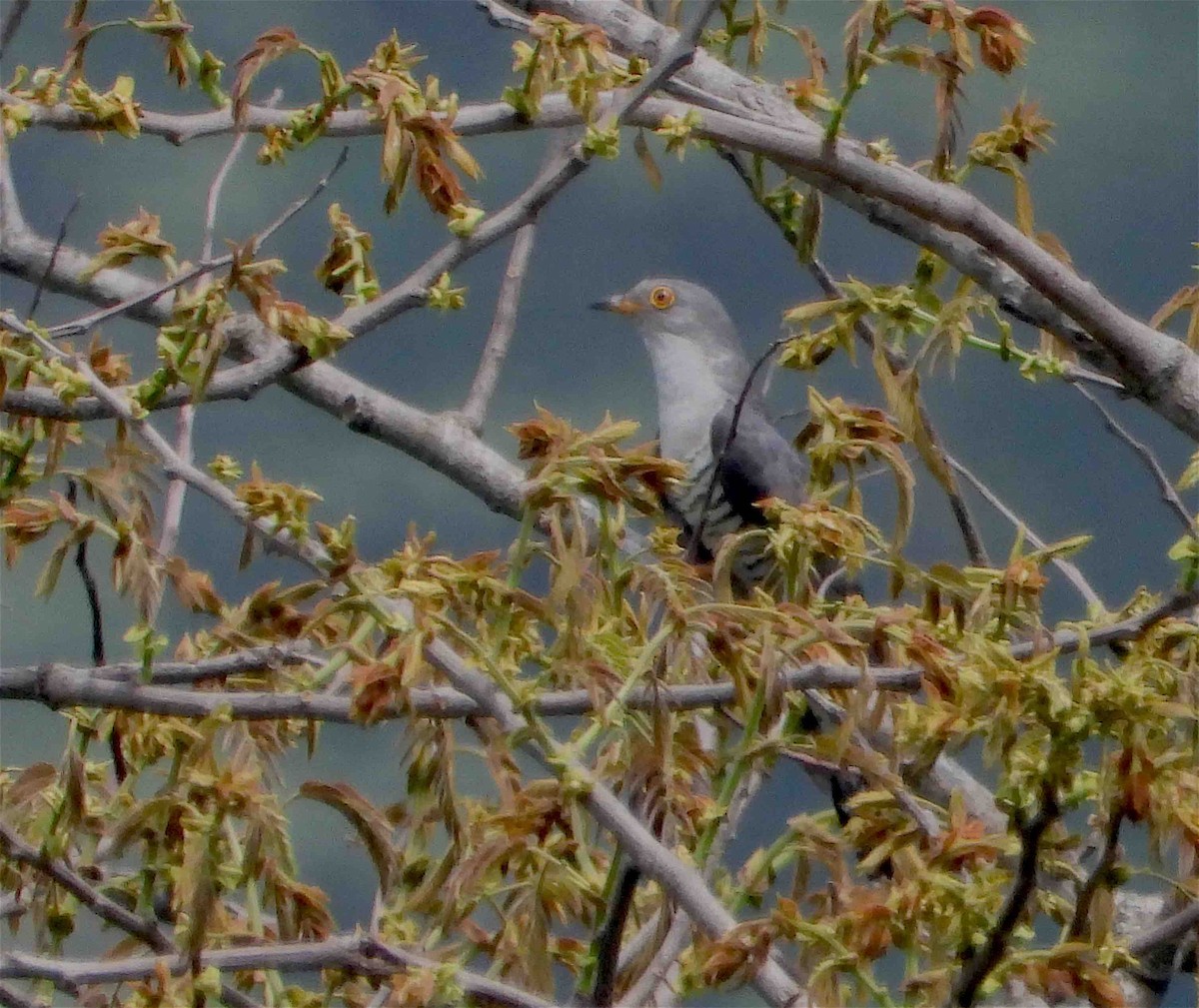 Himalayan Cuckoo - Beena Menon