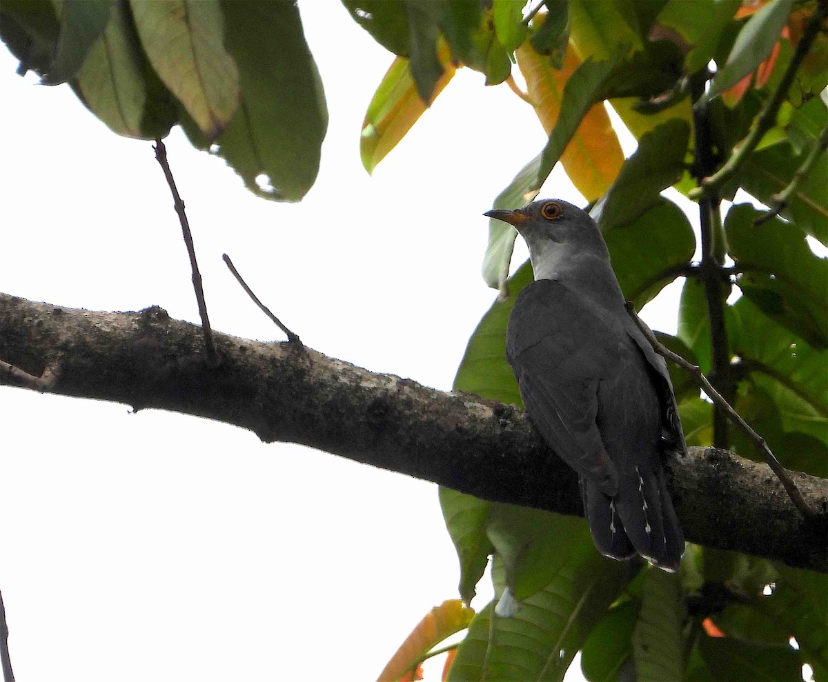 Himalayan Cuckoo - ML619078639