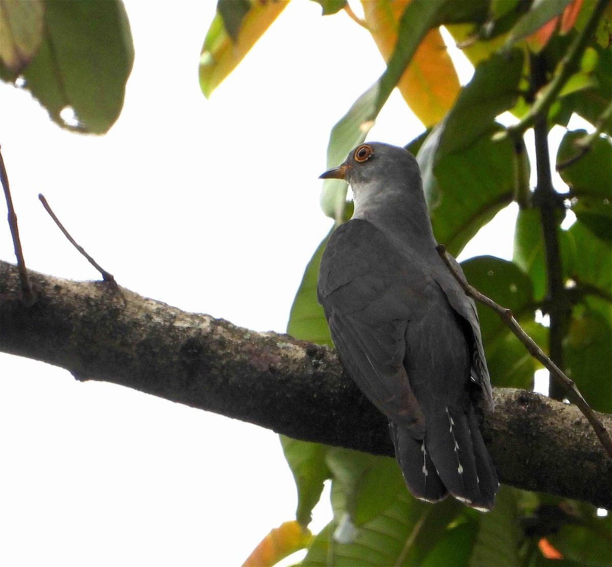 Himalayan Cuckoo - ML619078640