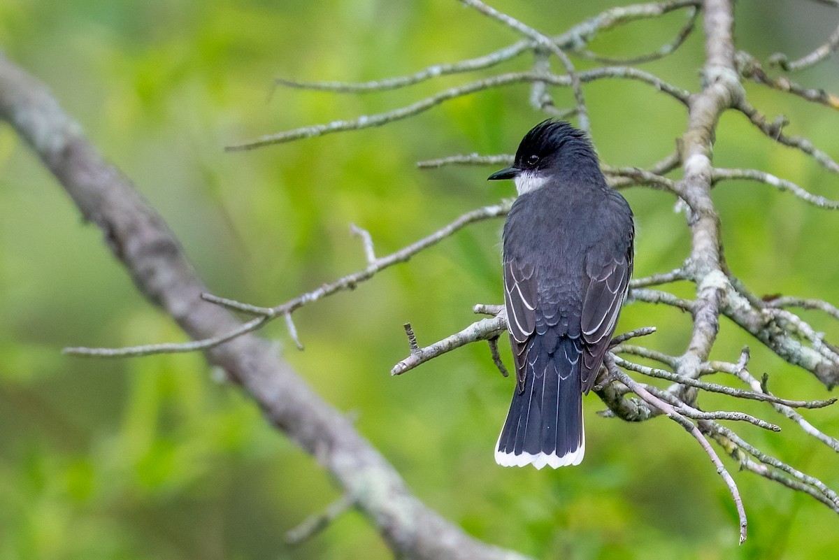 Eastern Kingbird - Kayann Cassidy