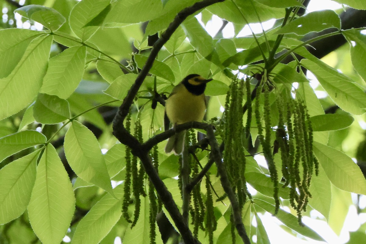 Hooded Warbler - ML619078662