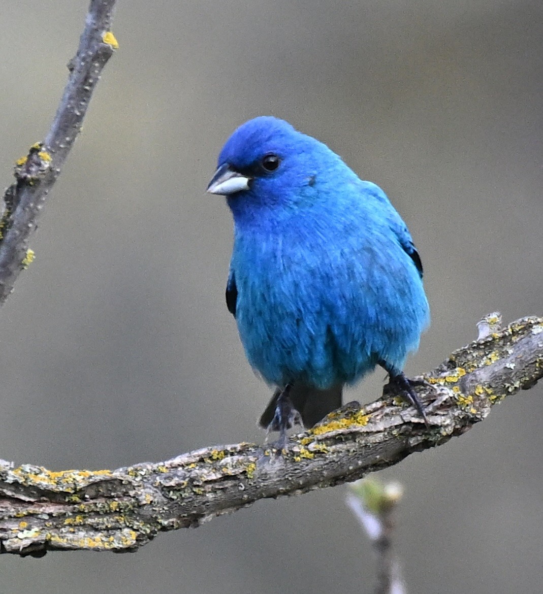 Indigo Bunting - Damian Vraniak