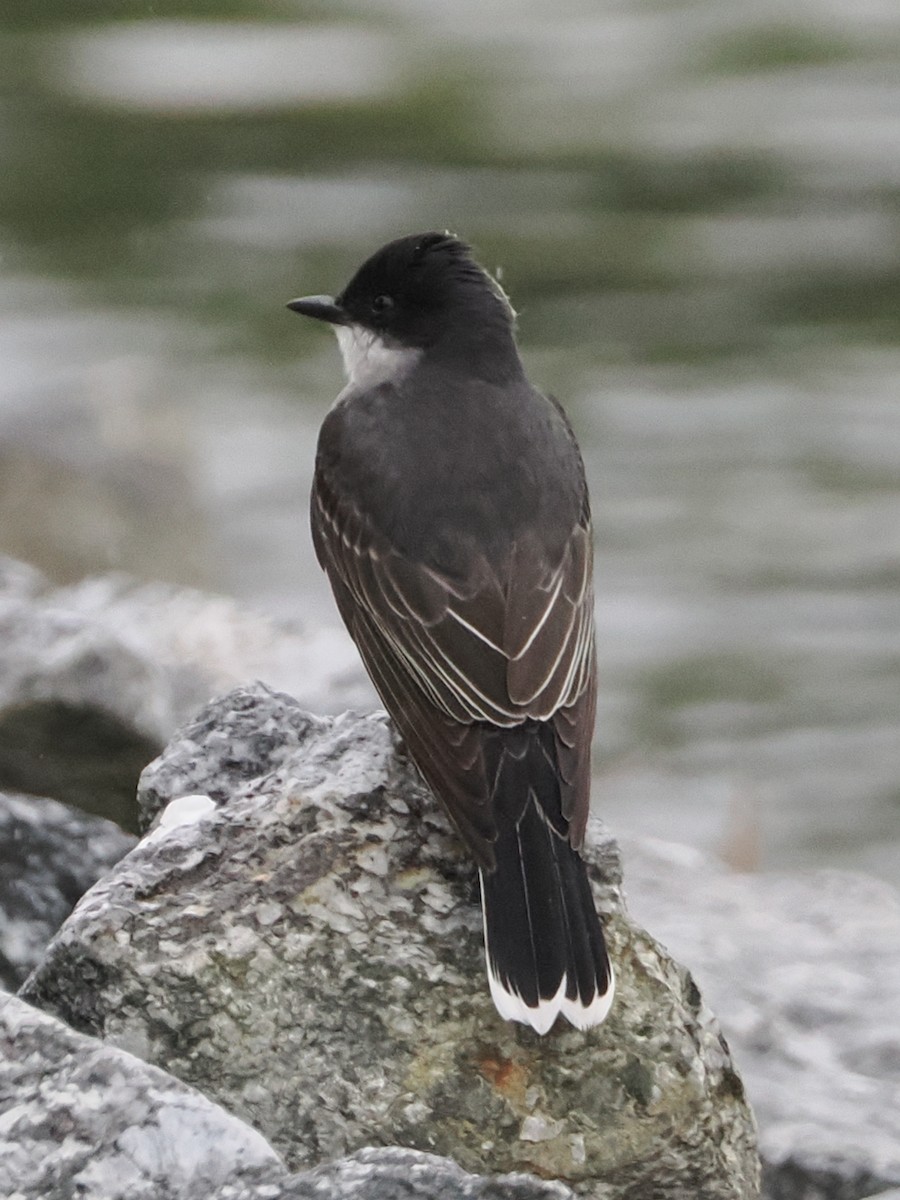 Eastern Kingbird - ML619078697