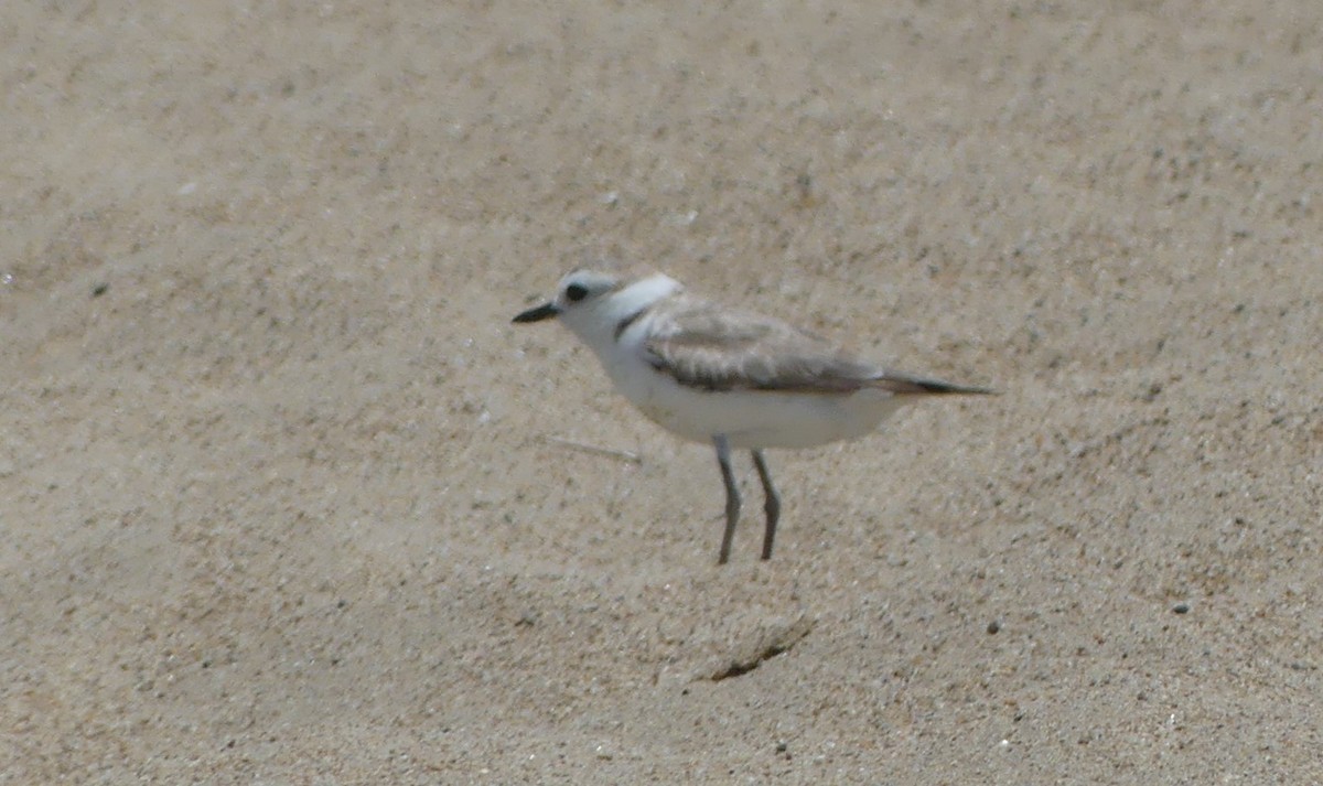 Kentish Plover - Jan Harm Wiers