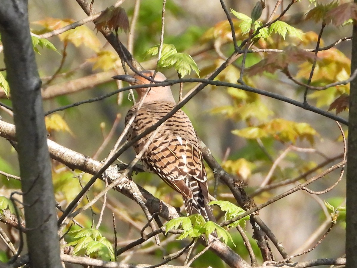 Northern Flicker - ML619078721