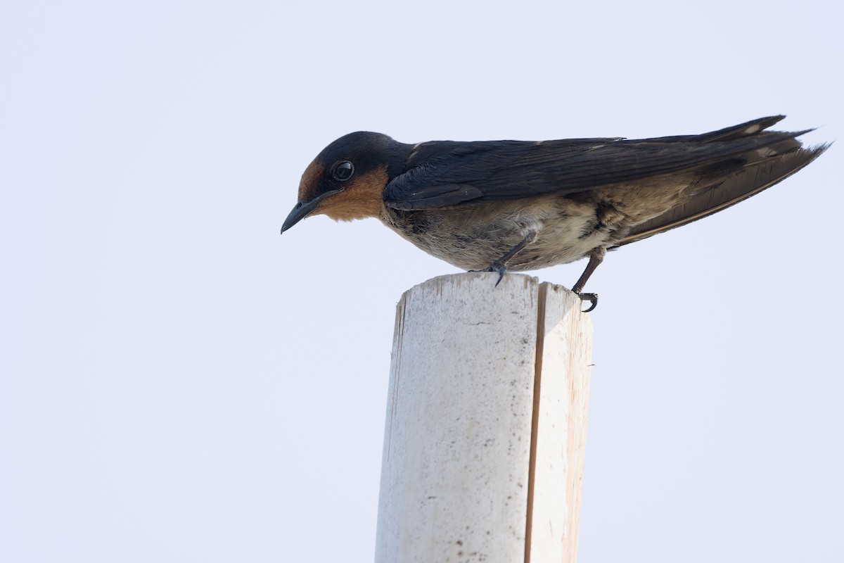 Pacific Swallow (Pacific) - Sam Hambly