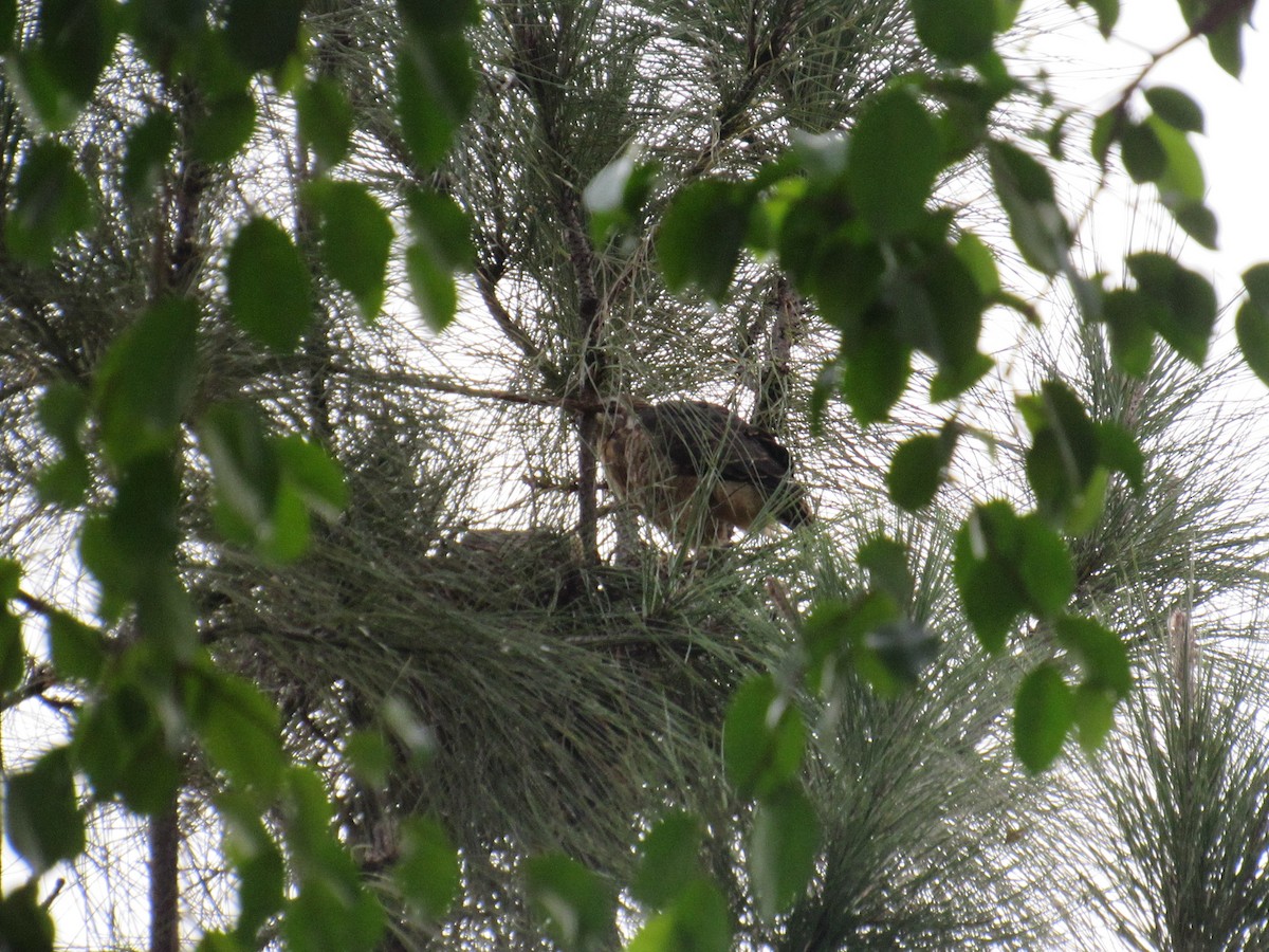 Roadside Hawk - ML619078725