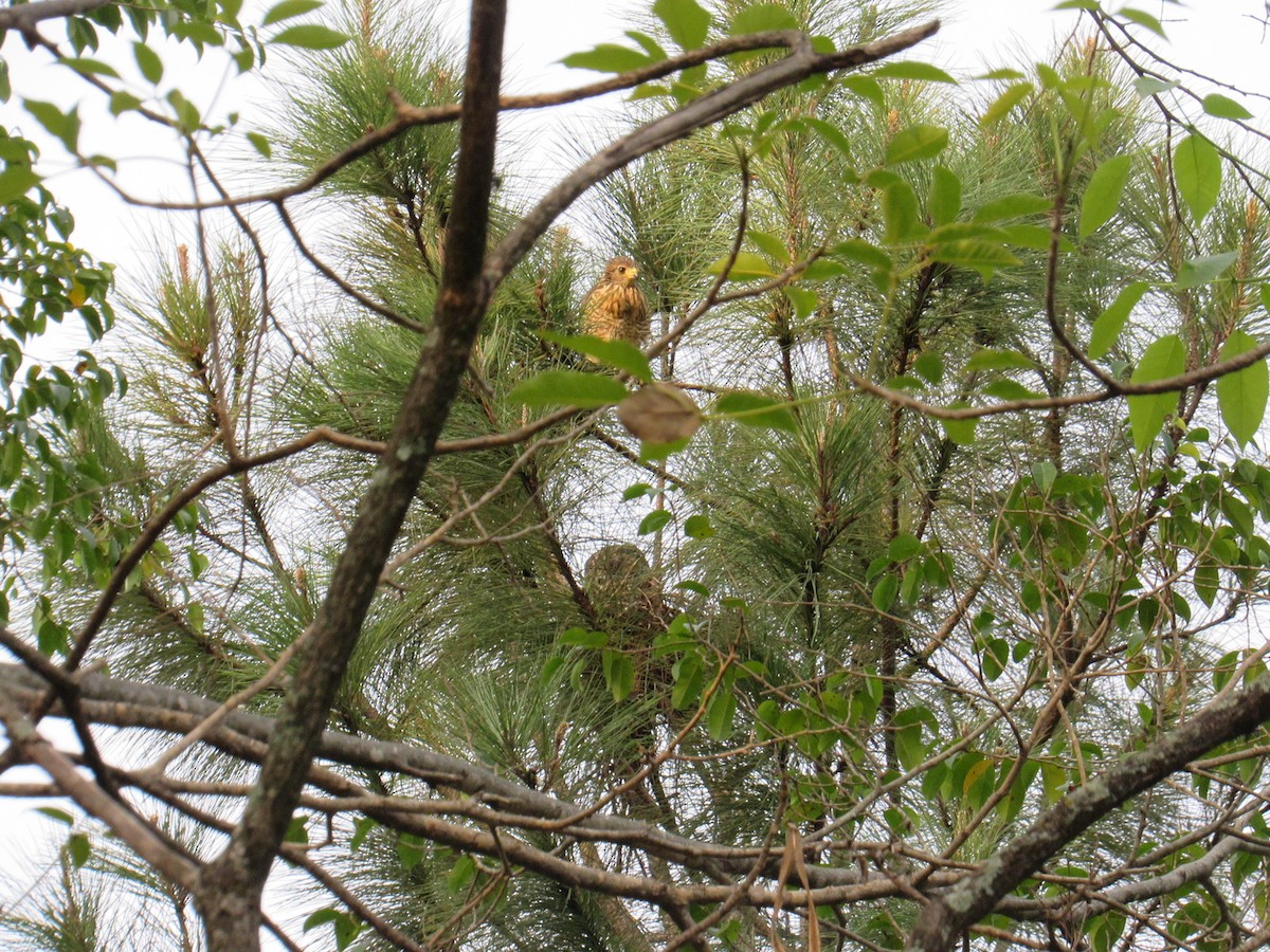 Roadside Hawk - ML619078726