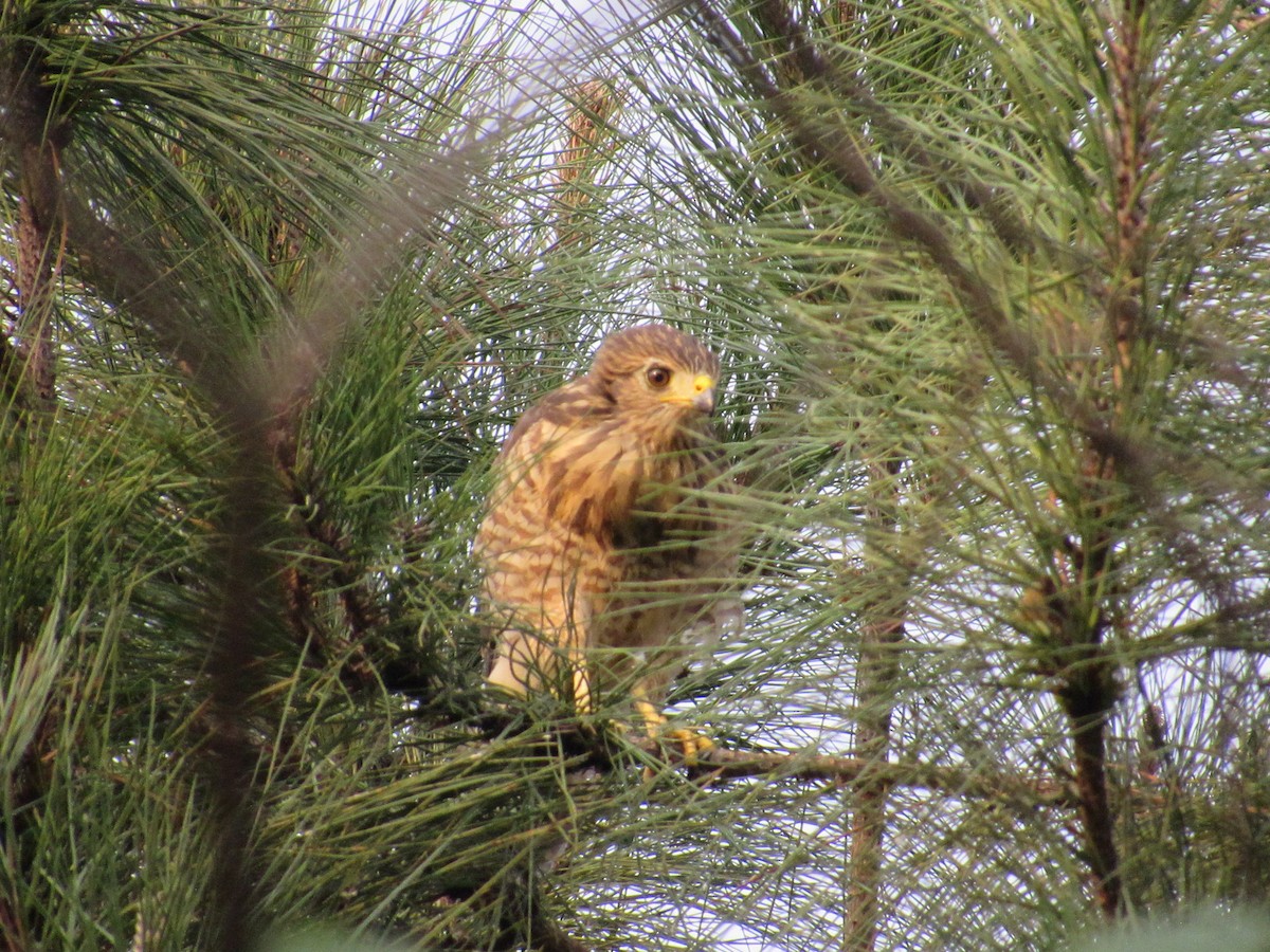 Roadside Hawk - Sabrina Guzmán