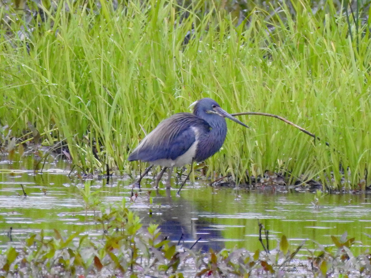 Tricolored Heron - Karen VanDyk