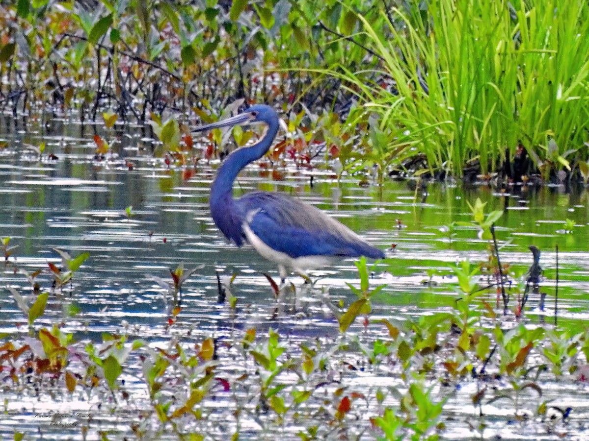 Tricolored Heron - Karen VanDyk