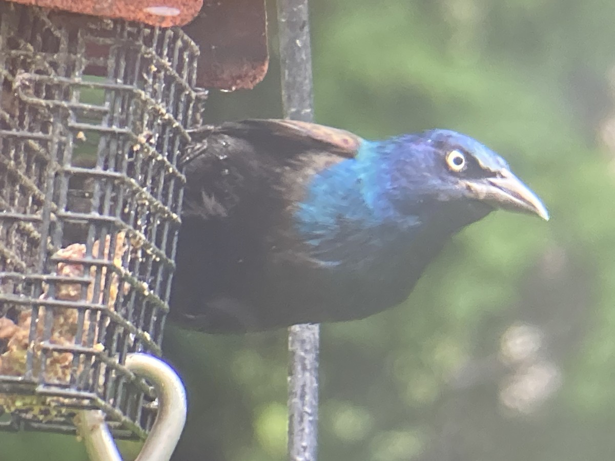 Common Grackle - Reneé Dillard