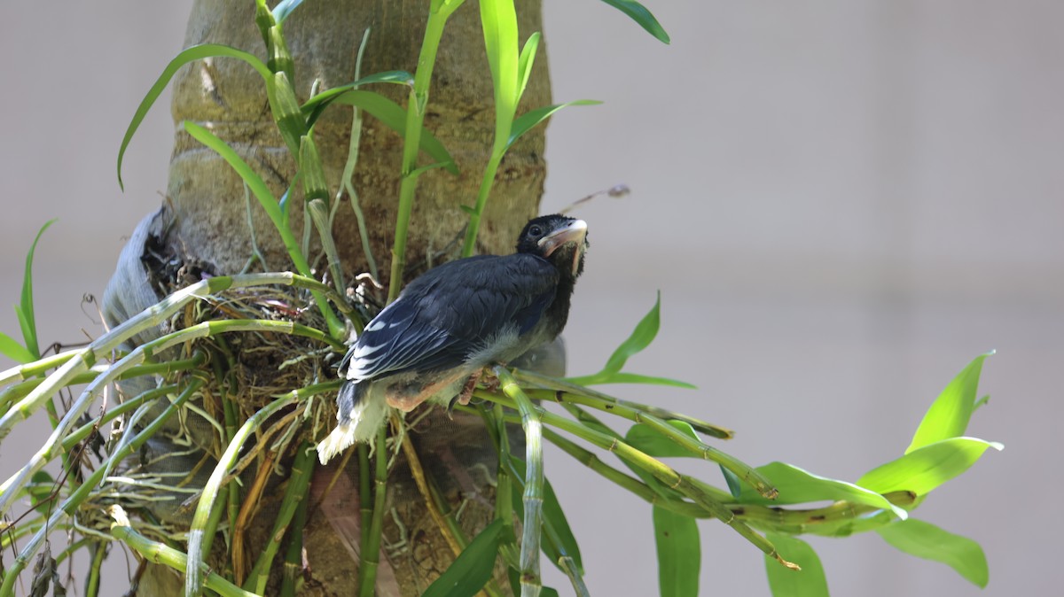 Taiwan Blue-Magpie - Chengheng Hu