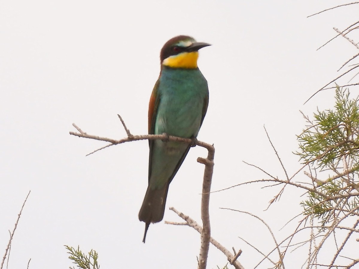 European Bee-eater - ML619078791