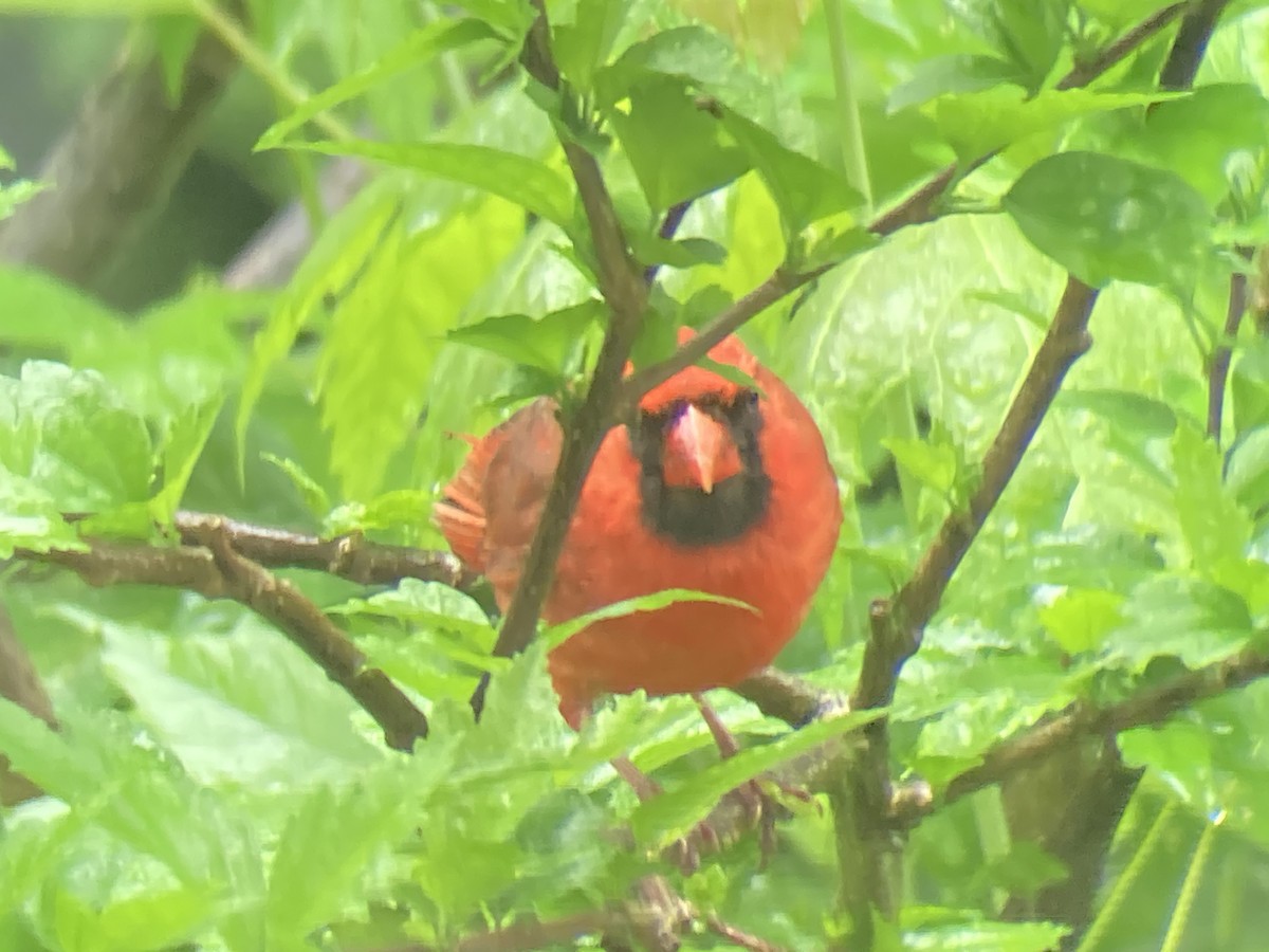 Northern Cardinal - Reneé Dillard