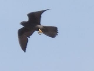 Eleonora's Falcon - ML619078801