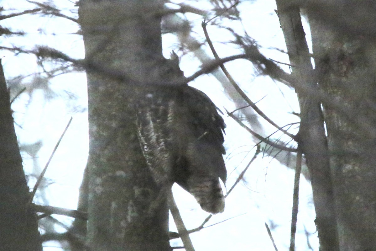 Great Horned Owl - John Shamgochian