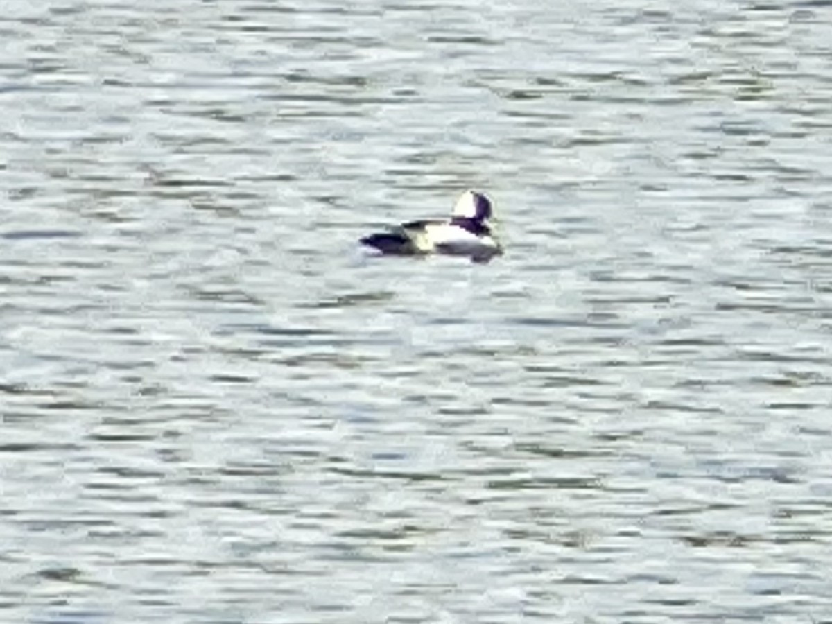 Bufflehead - ML619078831