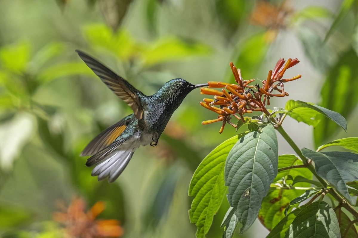Blue-capped Hummingbird - Rick Bowers