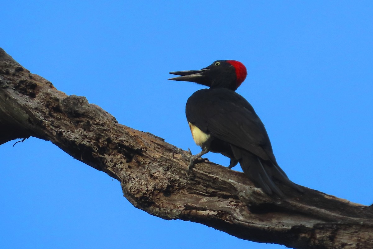 White-bellied Woodpecker - Pushpa Suresh