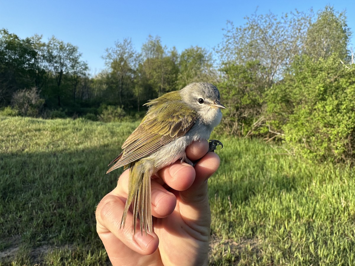 Tennessee Warbler - ML619078880