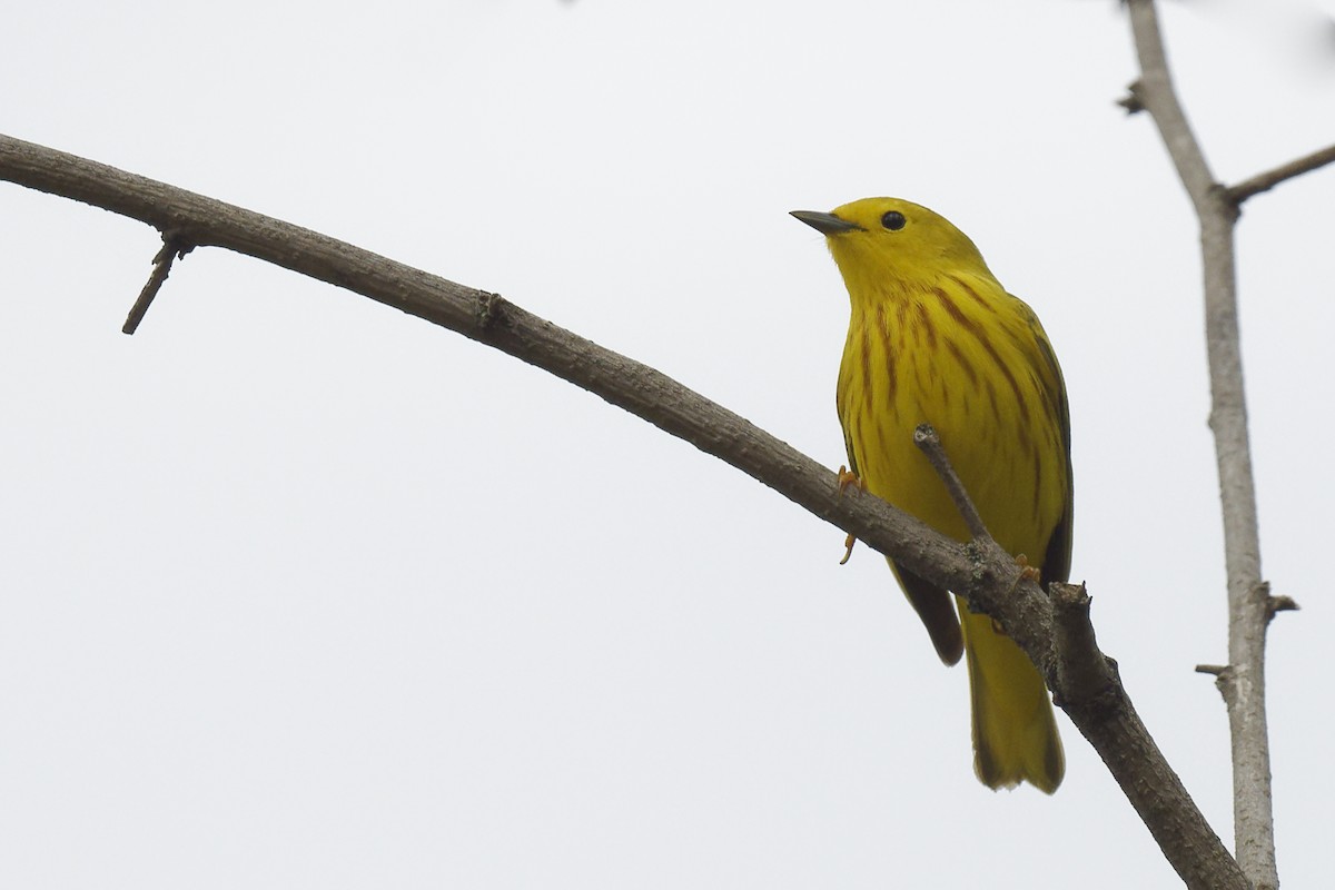 Yellow Warbler - Michel Letendre