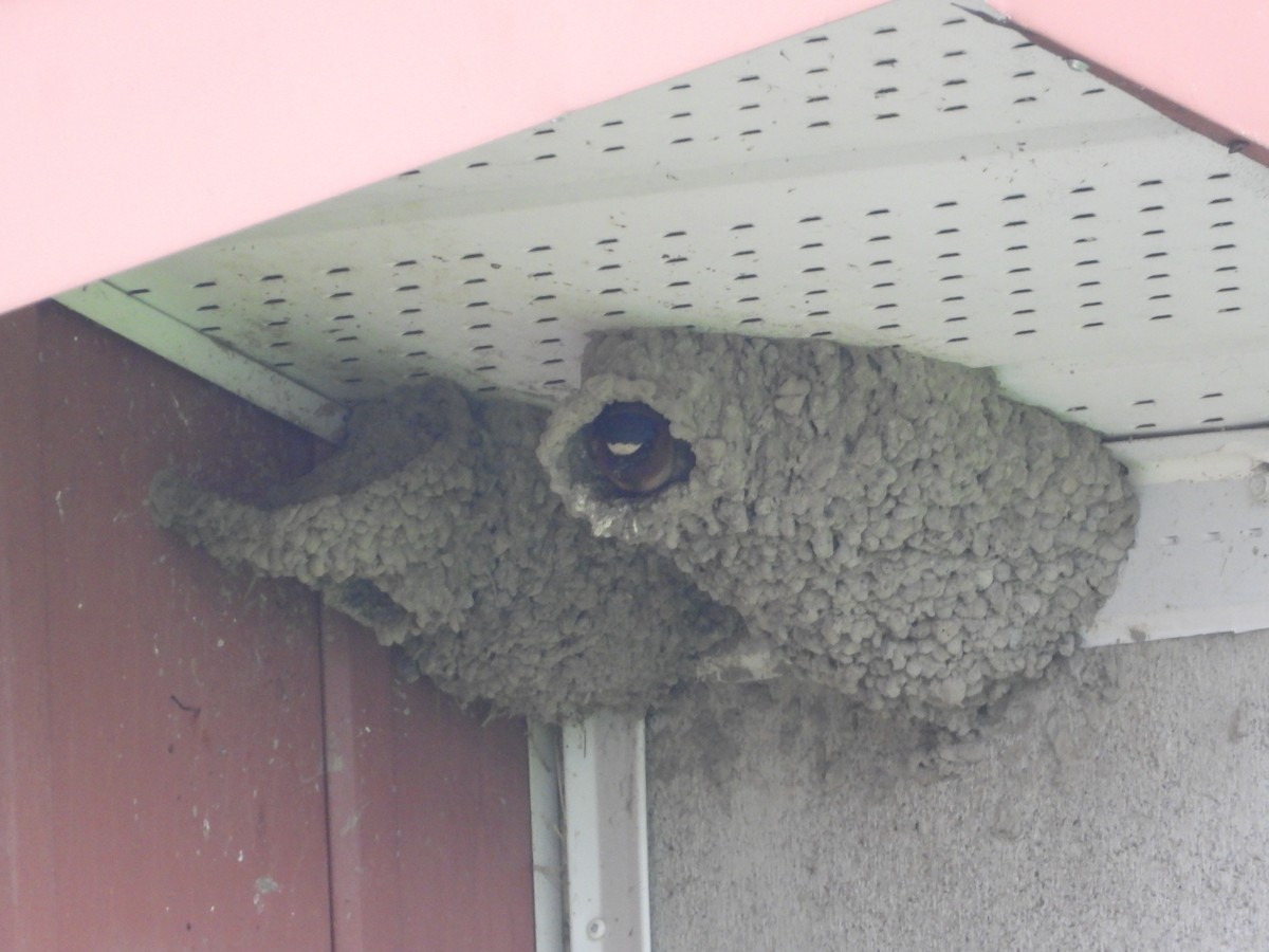 Cliff Swallow - Daniel Coderre