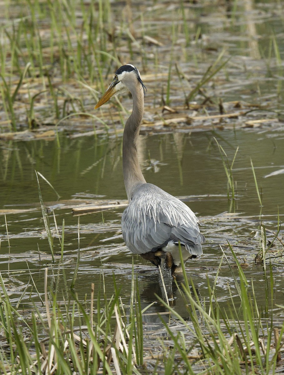 Great Blue Heron - Michel Letendre