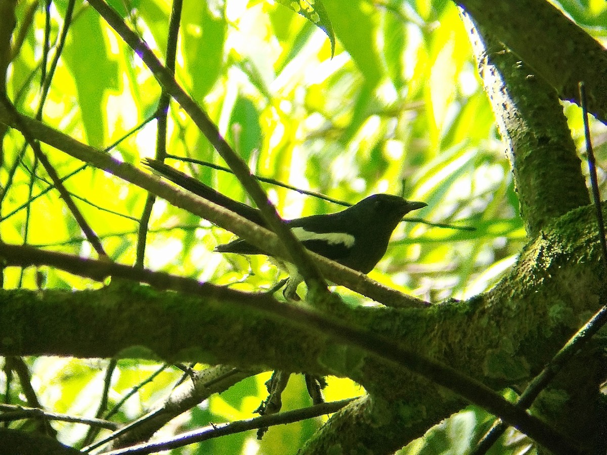 Oriental Magpie-Robin (Oriental) - Lars Mannzen