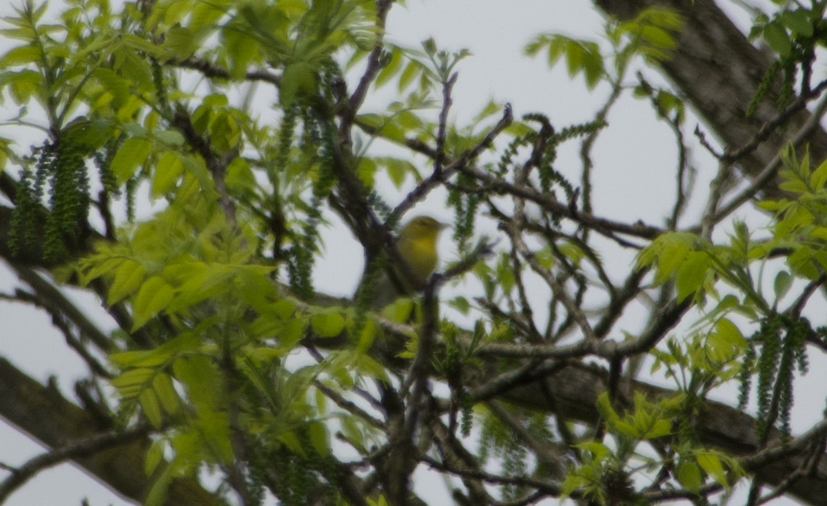 Yellow-throated Vireo - Elizabeth Bird