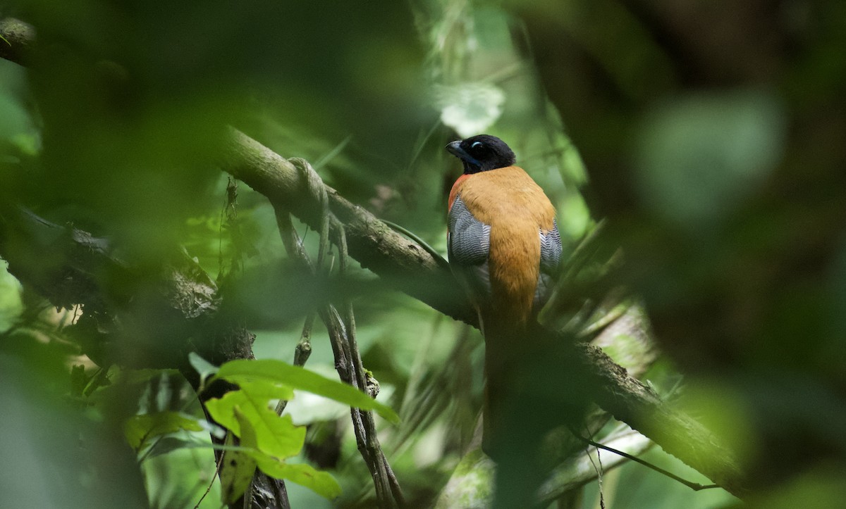 Cinnamon-rumped Trogon - Nattapon Pornnumpa