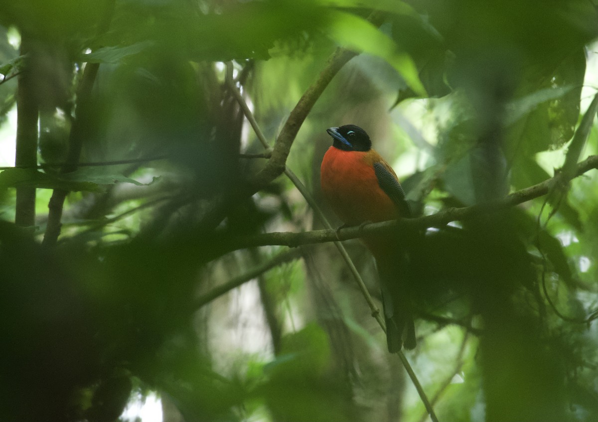 trogon zlatohřbetý - ML619078972