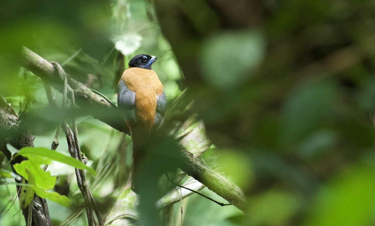 trogon zlatohřbetý - ML619078973