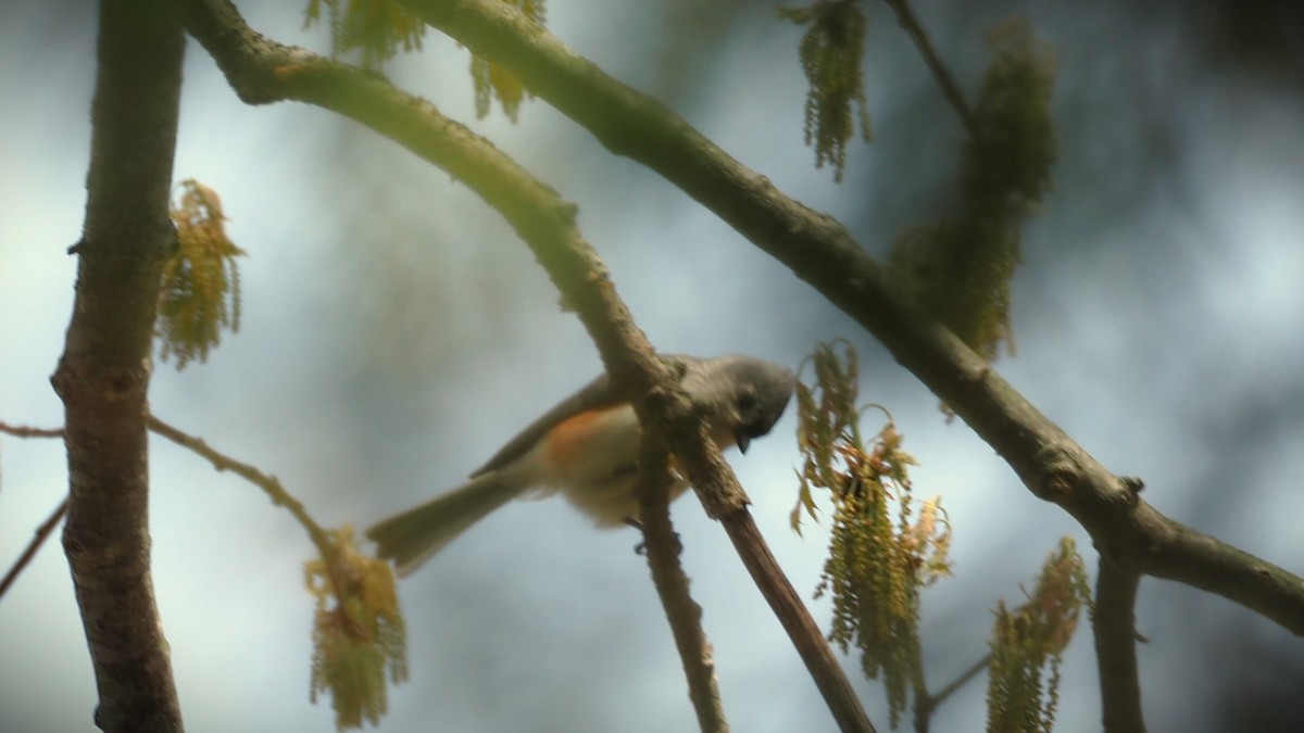 Tufted Titmouse - Ken MacDonald