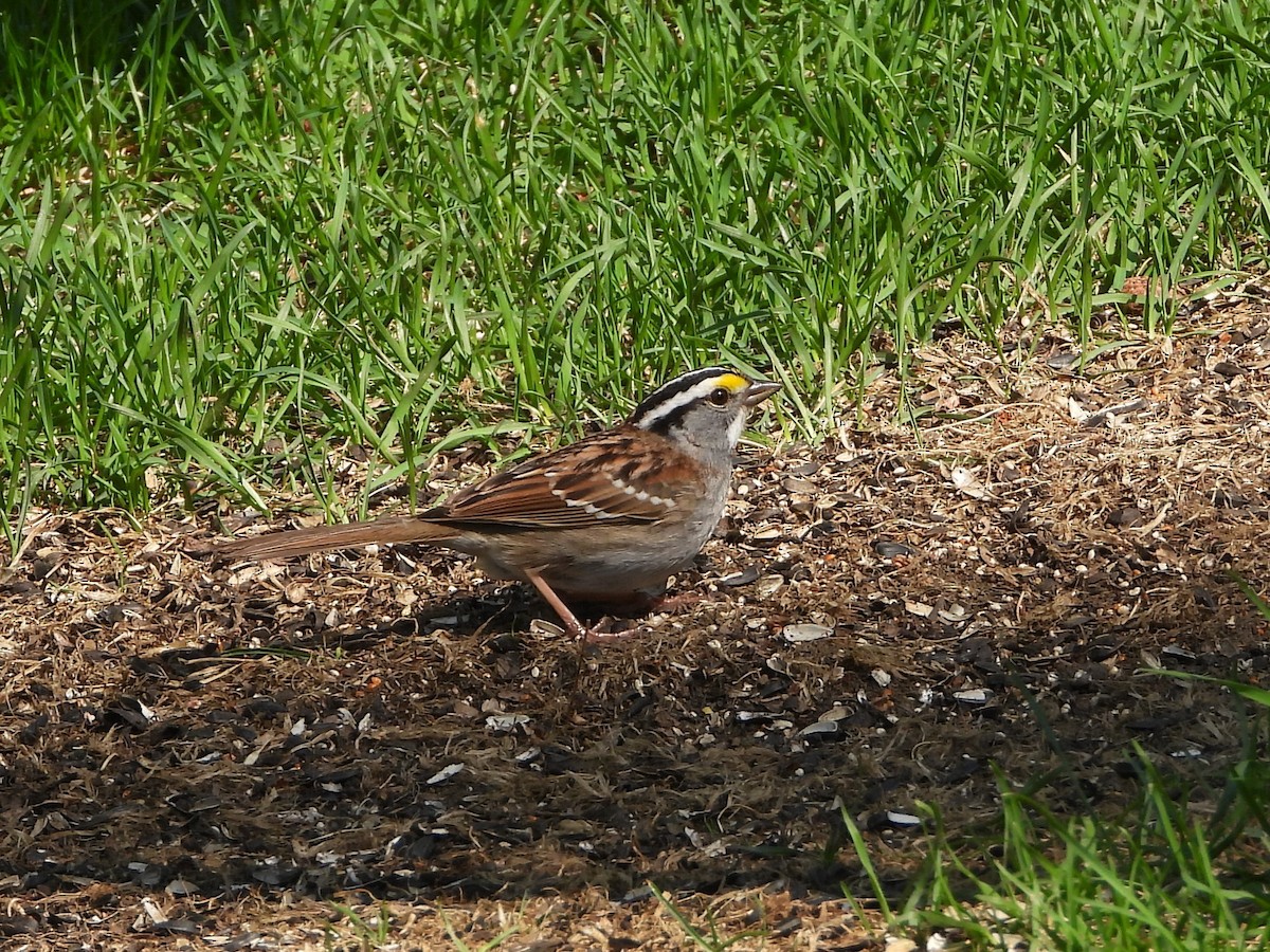White-throated Sparrow - Daniel Coderre