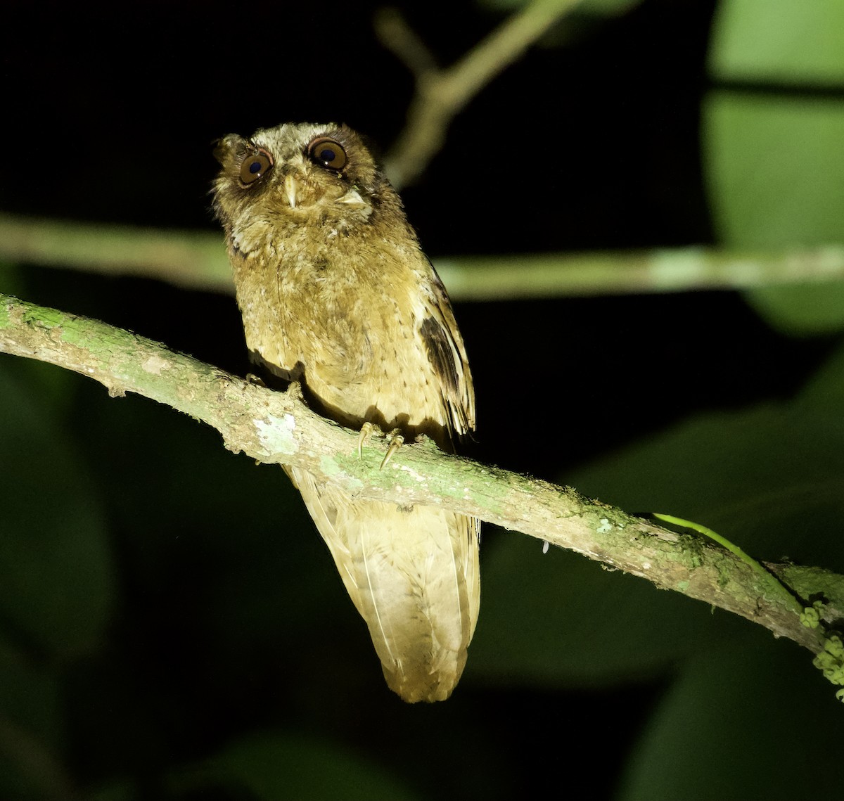 White-fronted Scops-Owl - Nattapon Pornnumpa