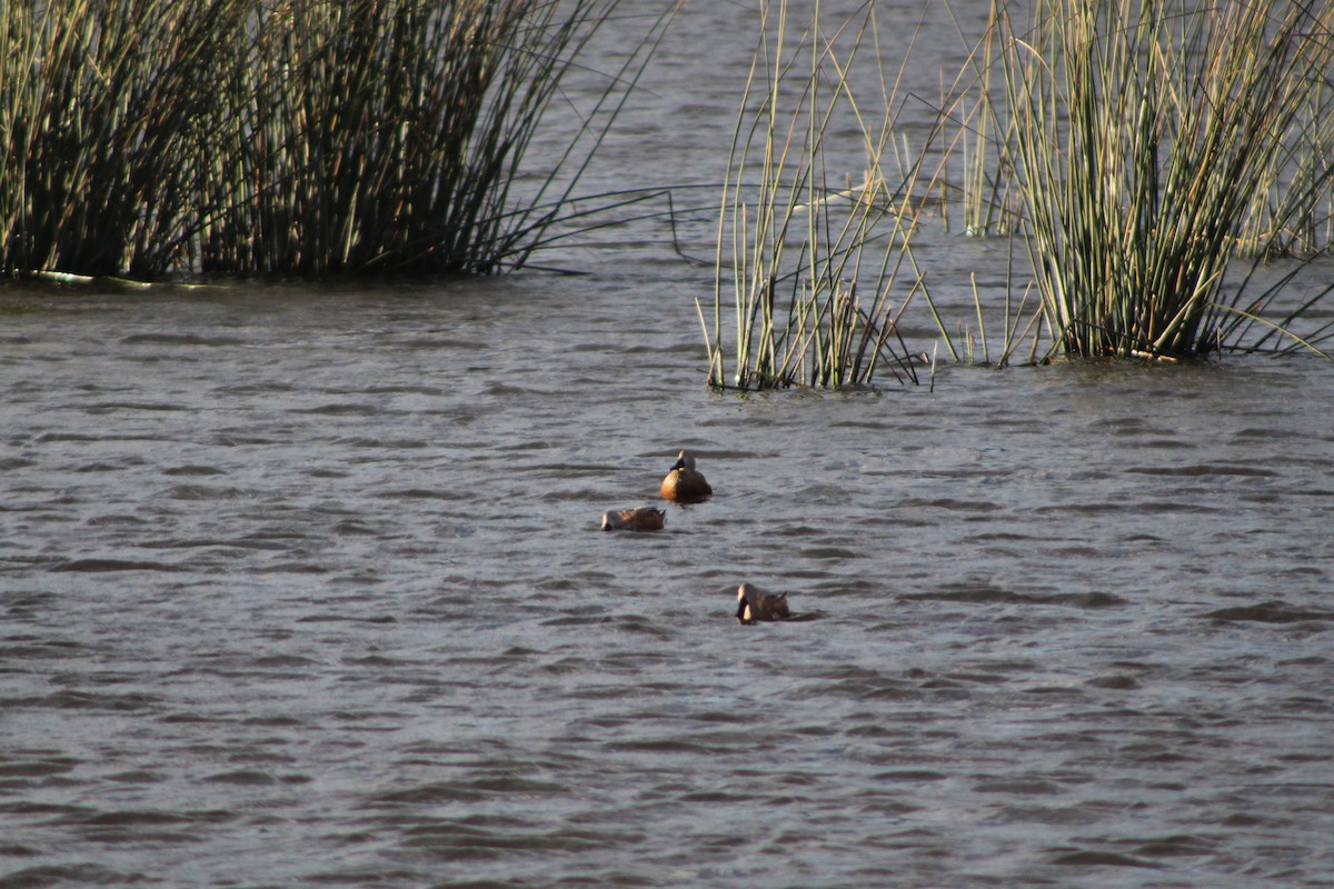 Red Shoveler - ML619079038