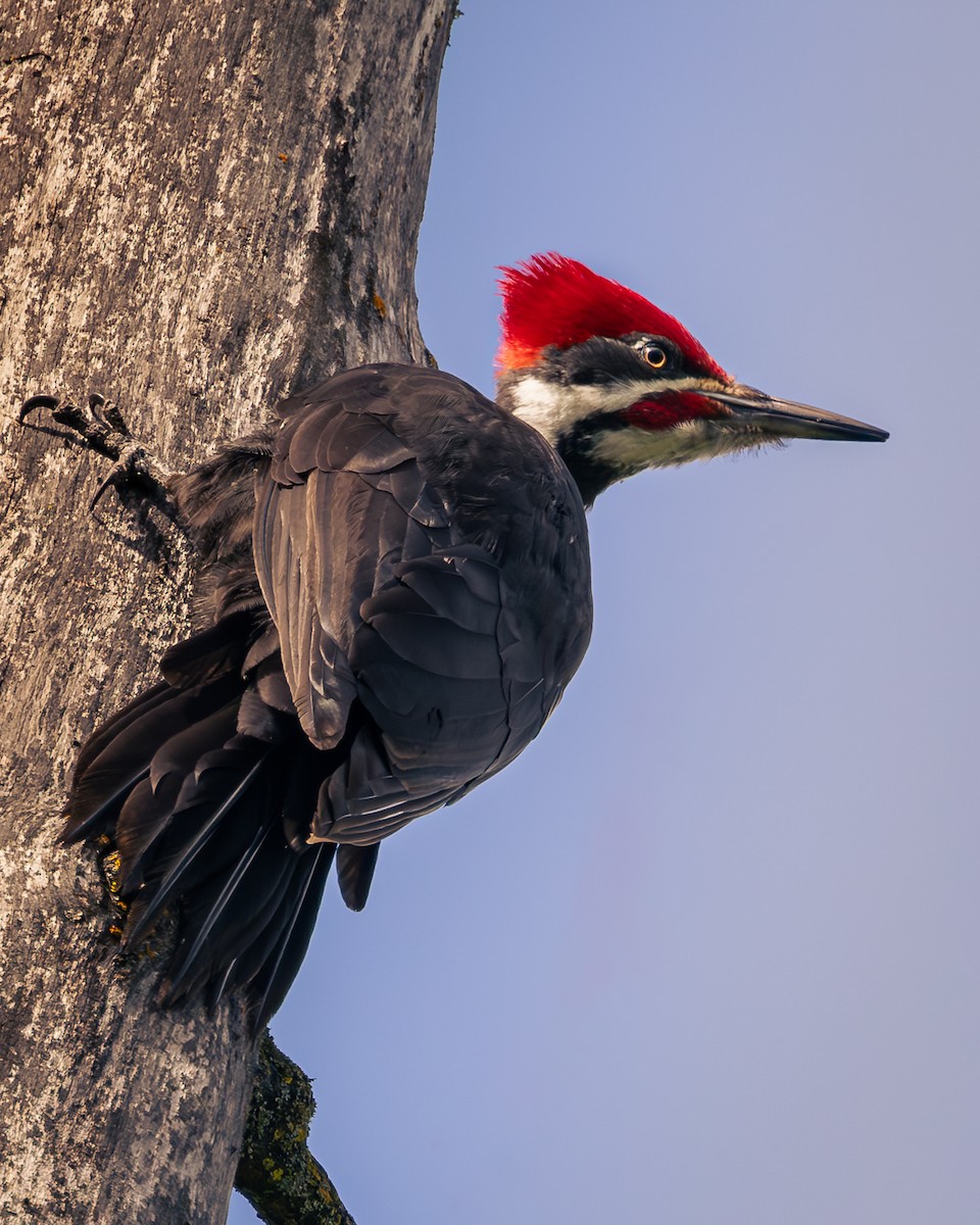 Pileated Woodpecker - Bernie Rissmiller