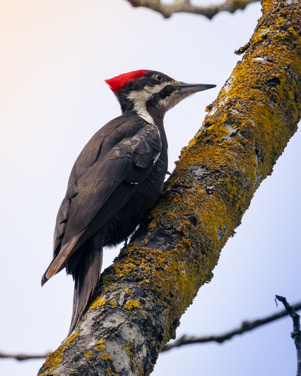 Pileated Woodpecker - Bernie Rissmiller