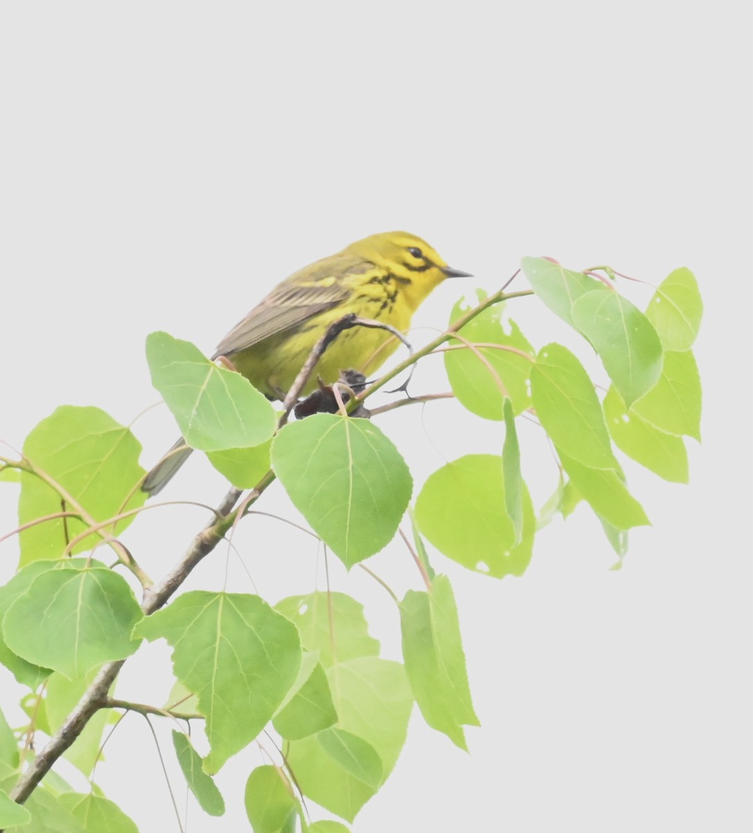 Prairie Warbler - Tina Barney