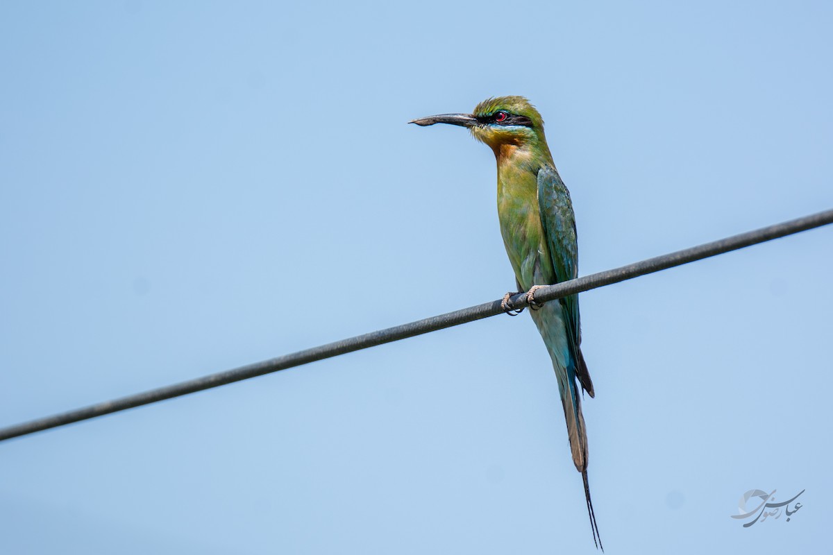 Blue-tailed Bee-eater - Abbas Rizvi
