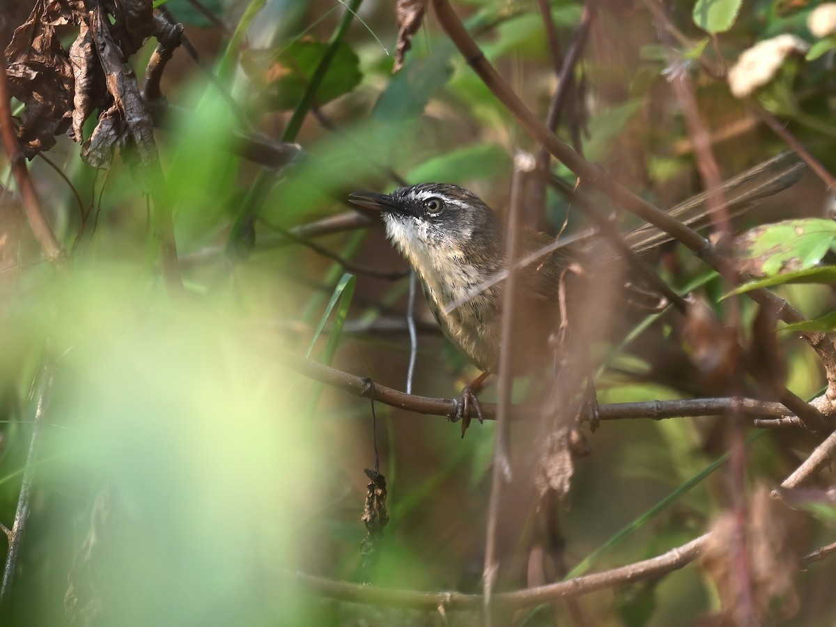 Hill Prinia - peng su