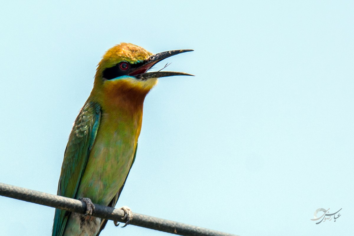 Abejaruco Coliazul - ML619079098