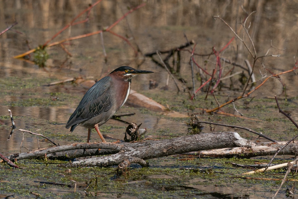 Green Heron - Guy Cadieux